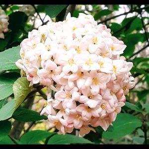 Meet your Posher, Cynthia